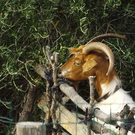 La Casa Sarda * フルミニマッジョーレ