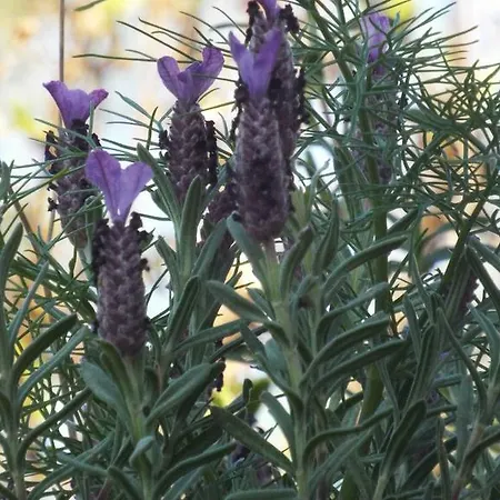 La Casa Sarda Hotel *