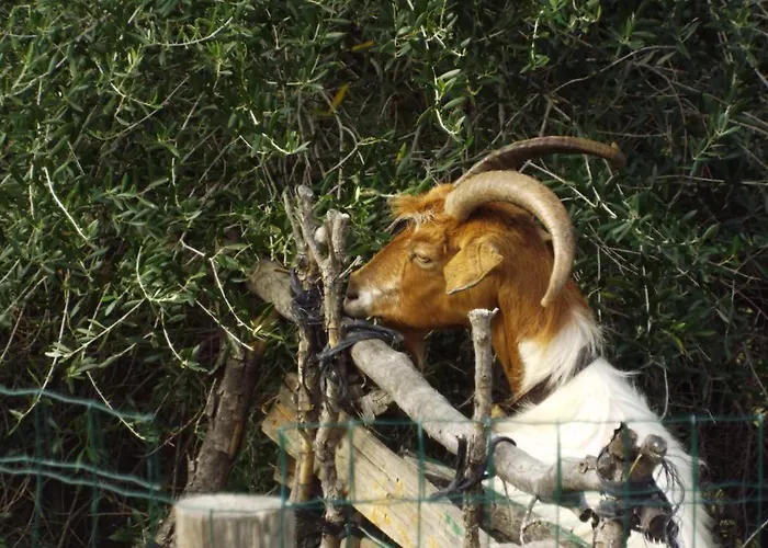 La Casa Sarda * Fluminimaggiore